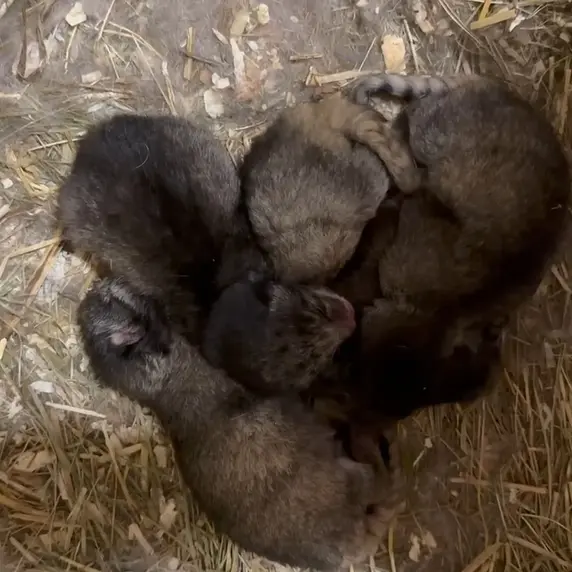 レニングラード動物園のマヌルネコの写真