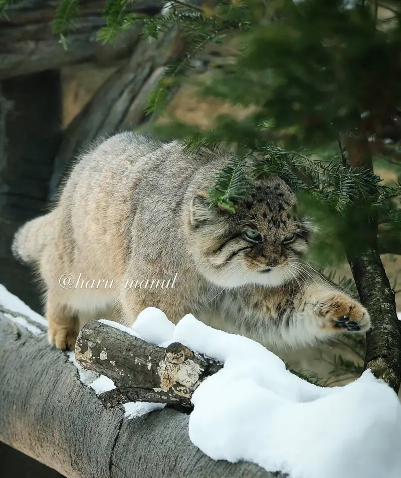 那須どうぶつ王国のボルの写真