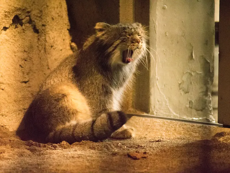 野毛山動物園のフィーガの写真