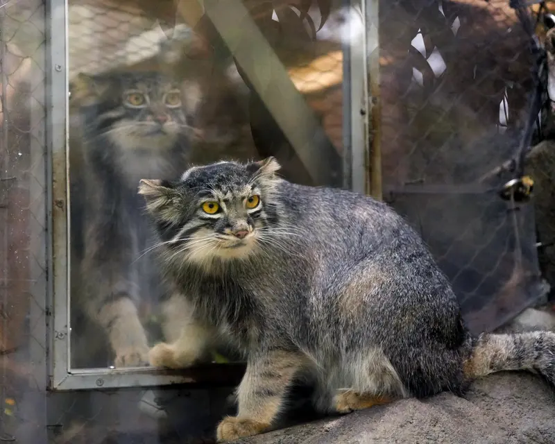 神戸どうぶつ王国のナルとメイの写真