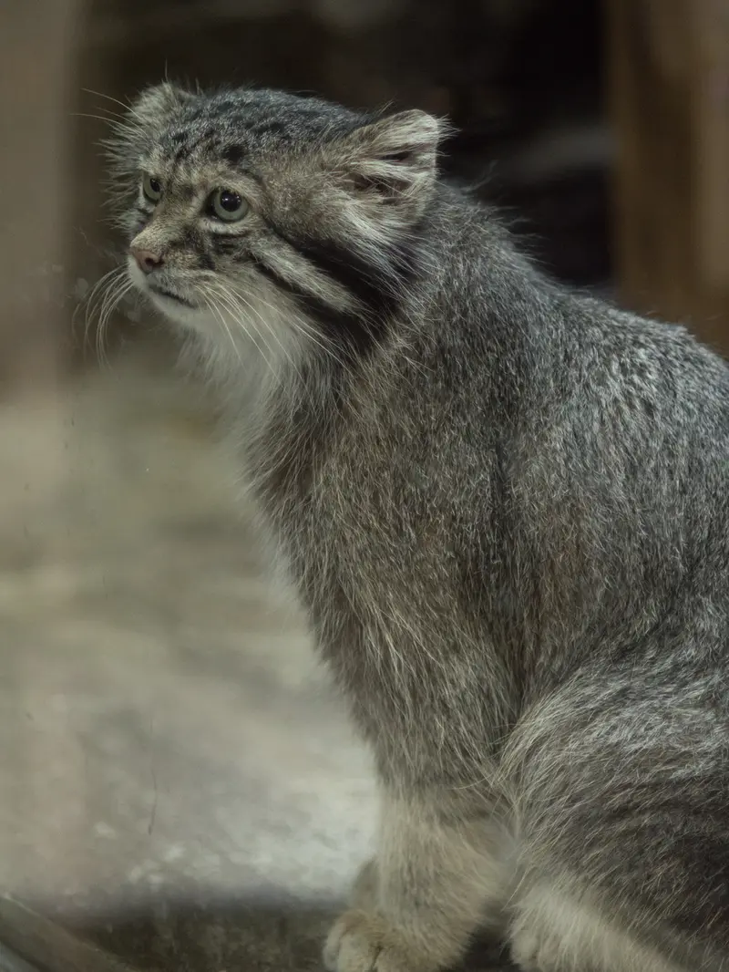 恩賜上野動物園のクリョンの写真