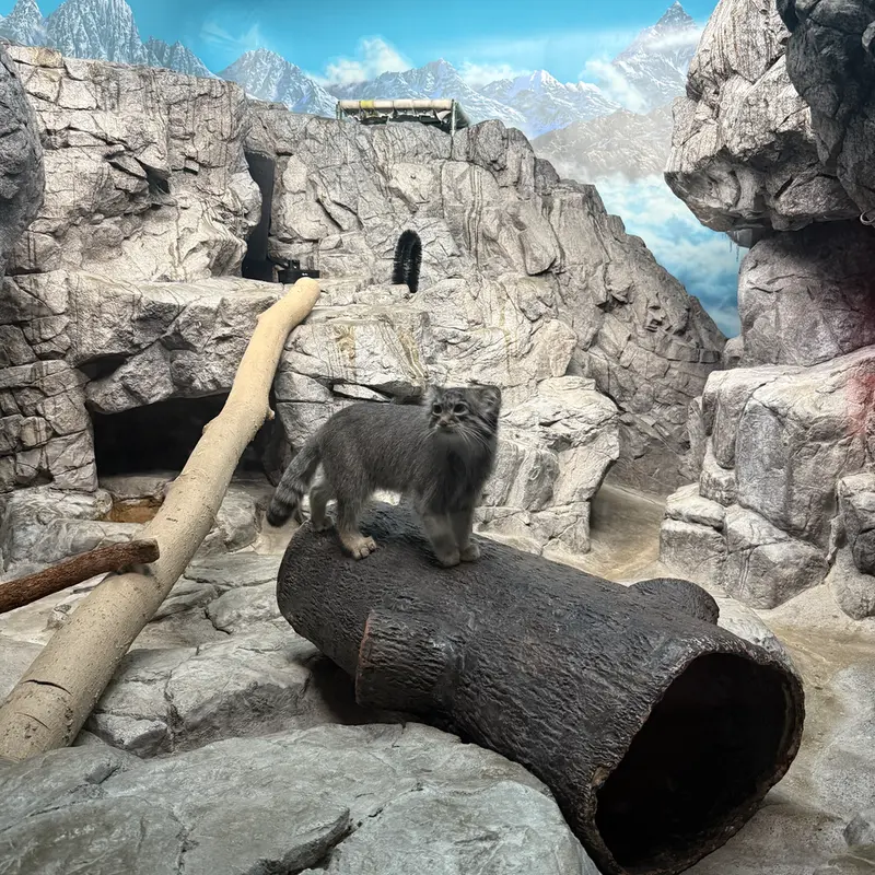シンシナティ動物園のイザベルの写真