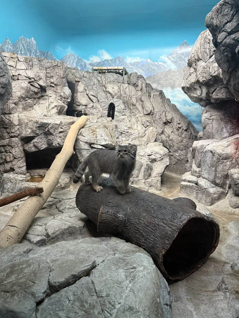 シンシナティ動物園のイザベルの写真