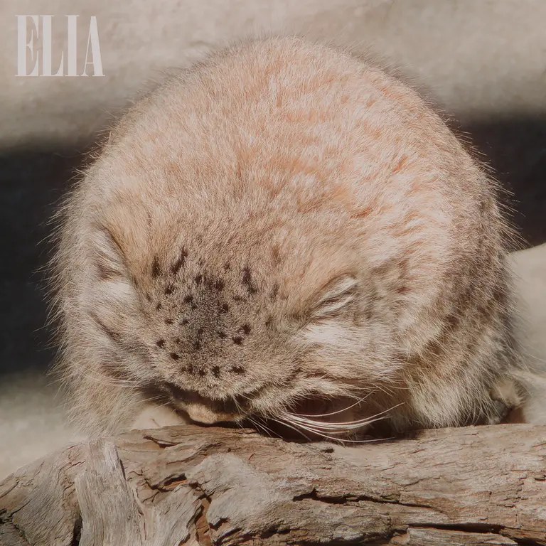 カルガリー動物園 / ワイルダー研究所のオラフの写真