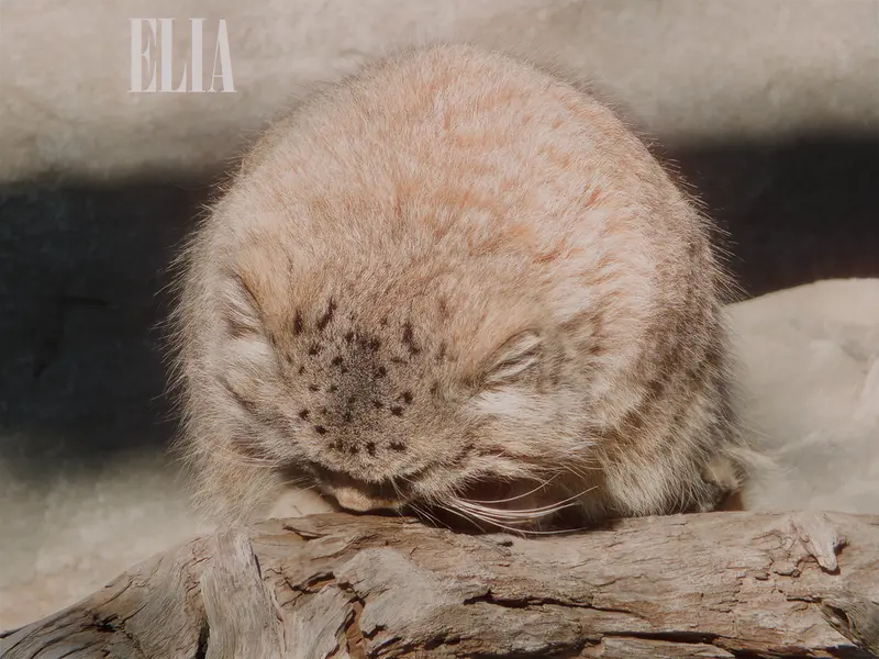 カルガリー動物園 / ワイルダー研究所のオラフの写真
