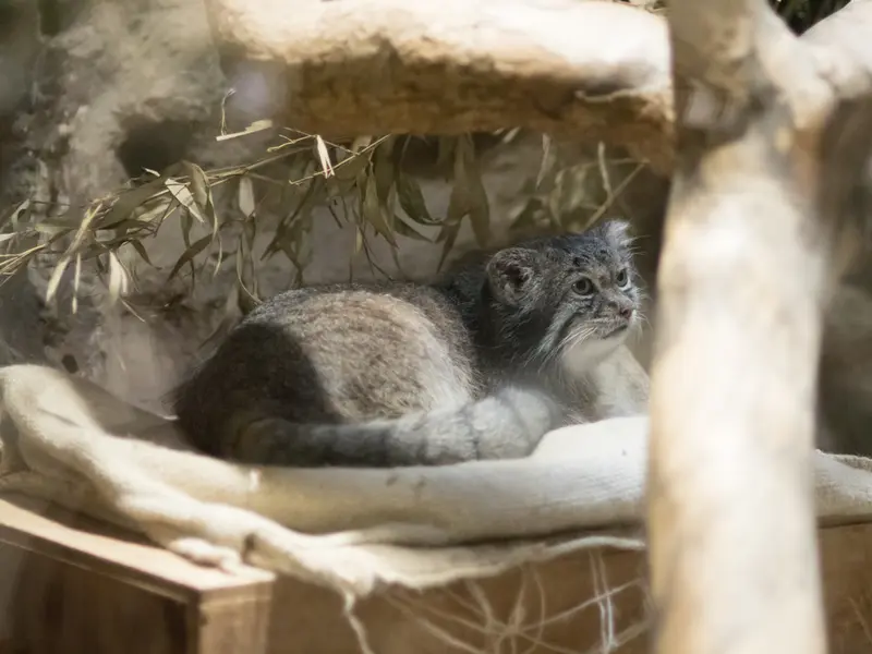 恩賜上野動物園のクリョンの写真