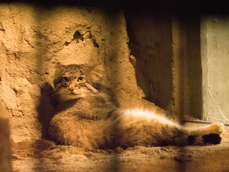 野毛山動物園のフィーガの写真