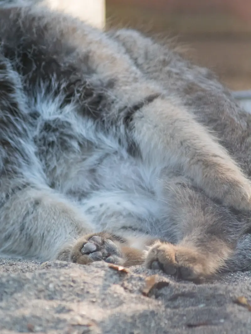 野毛山動物園のフィーガの写真