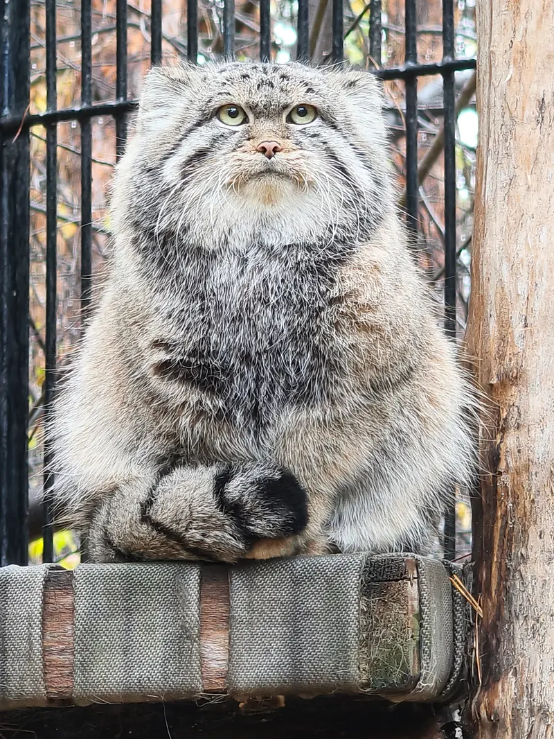 ノヴォシビルスク動物園のシルヴェスターの写真