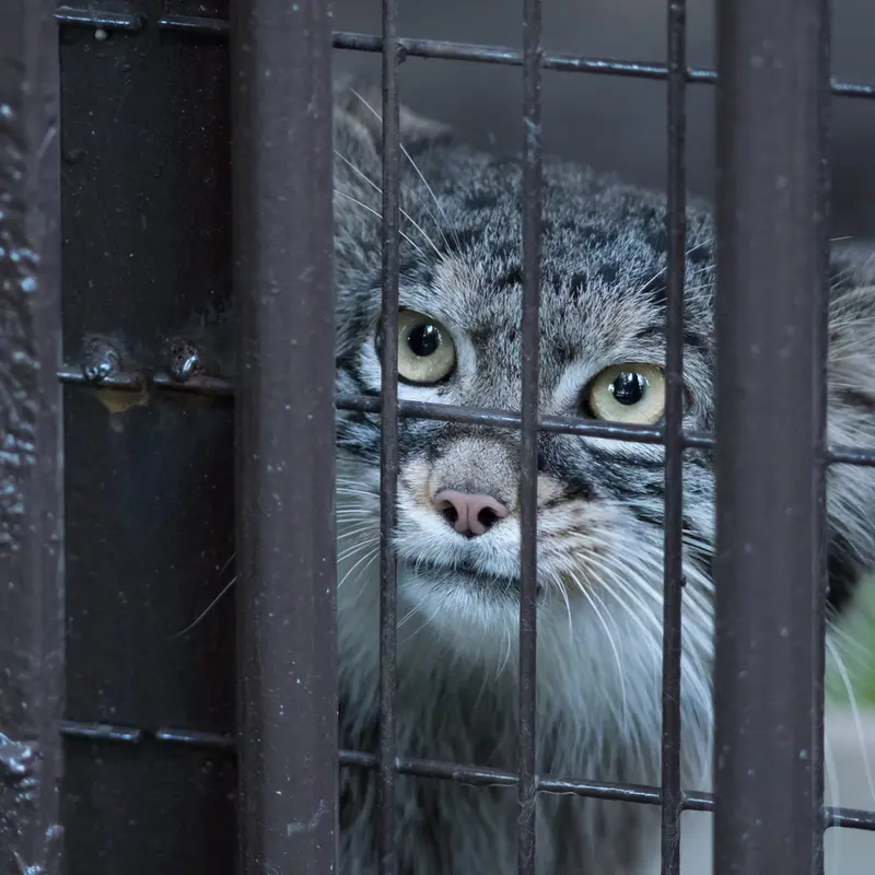野毛山動物園のフィーガの写真