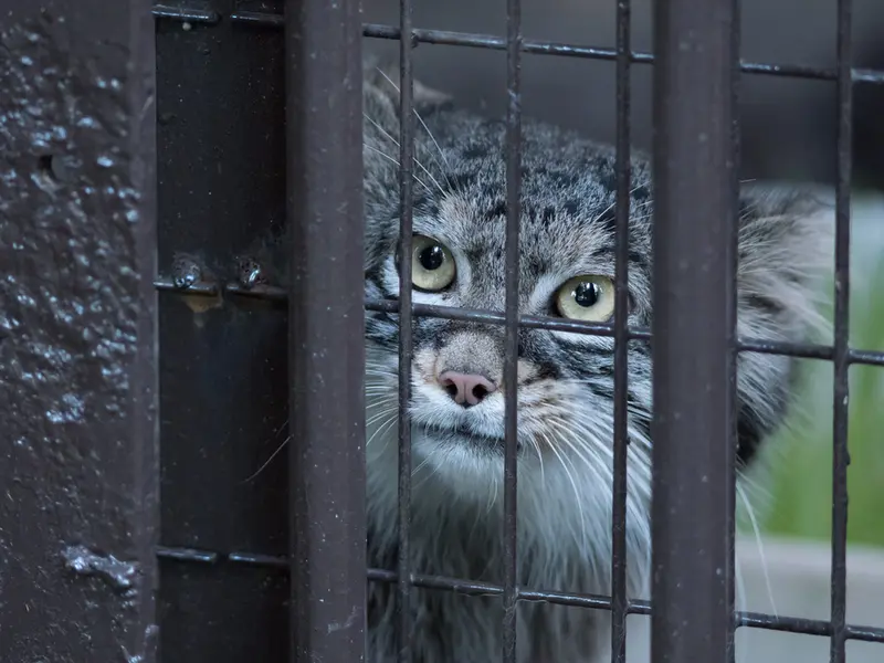 野毛山動物園のフィーガの写真