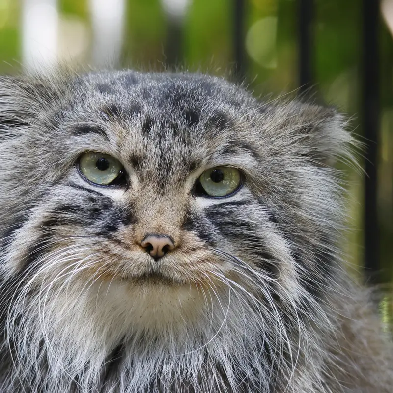 ノヴォシビルスク動物園のガビの写真