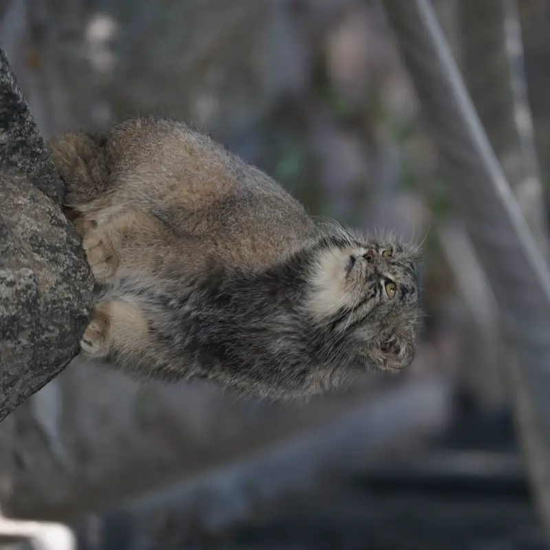 プエブロ動物園のタイ・チーの写真