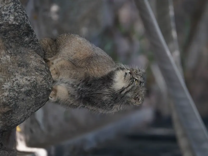 プエブロ動物園のタイ・チーの写真
