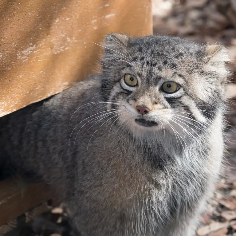 埼玉県こども動物自然公園のオトの写真
