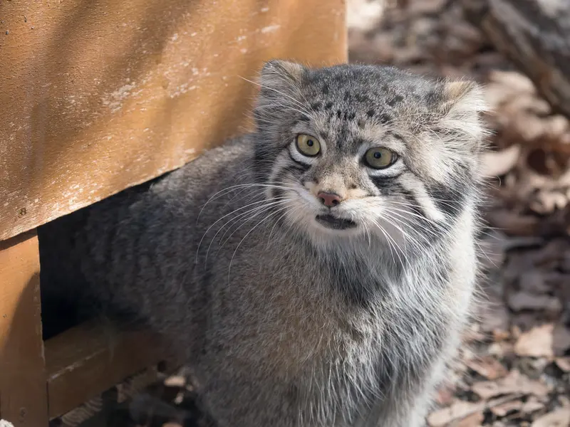 埼玉県こども動物自然公園のオトの写真