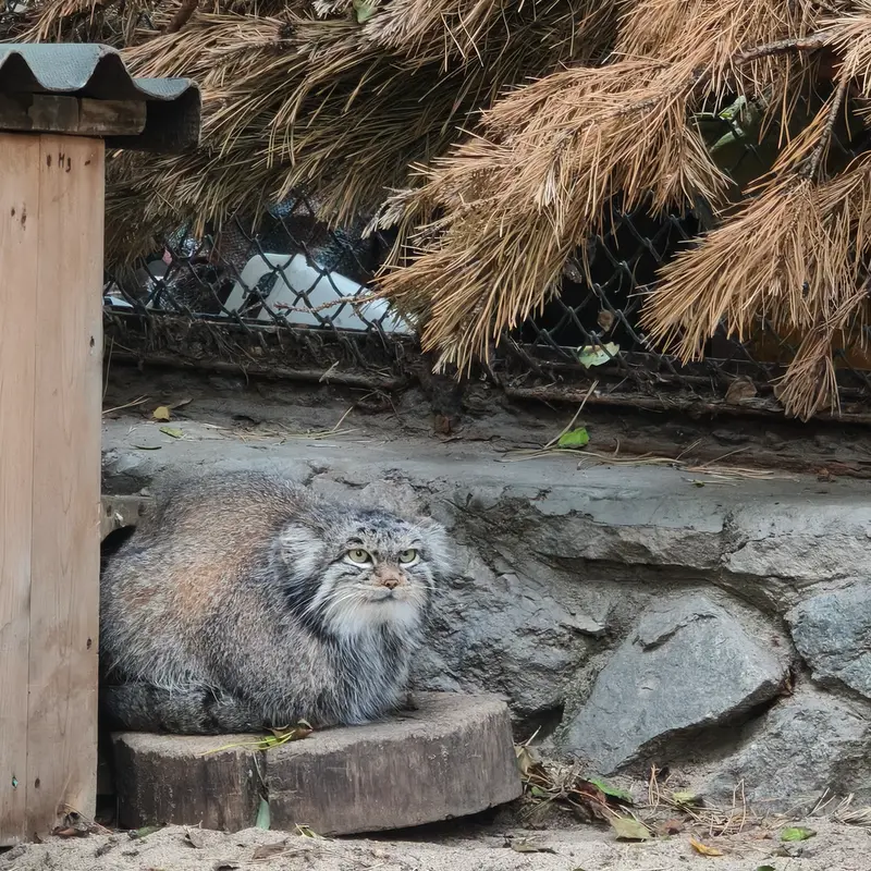 ノヴォシビルスク動物園のスネジンカの写真