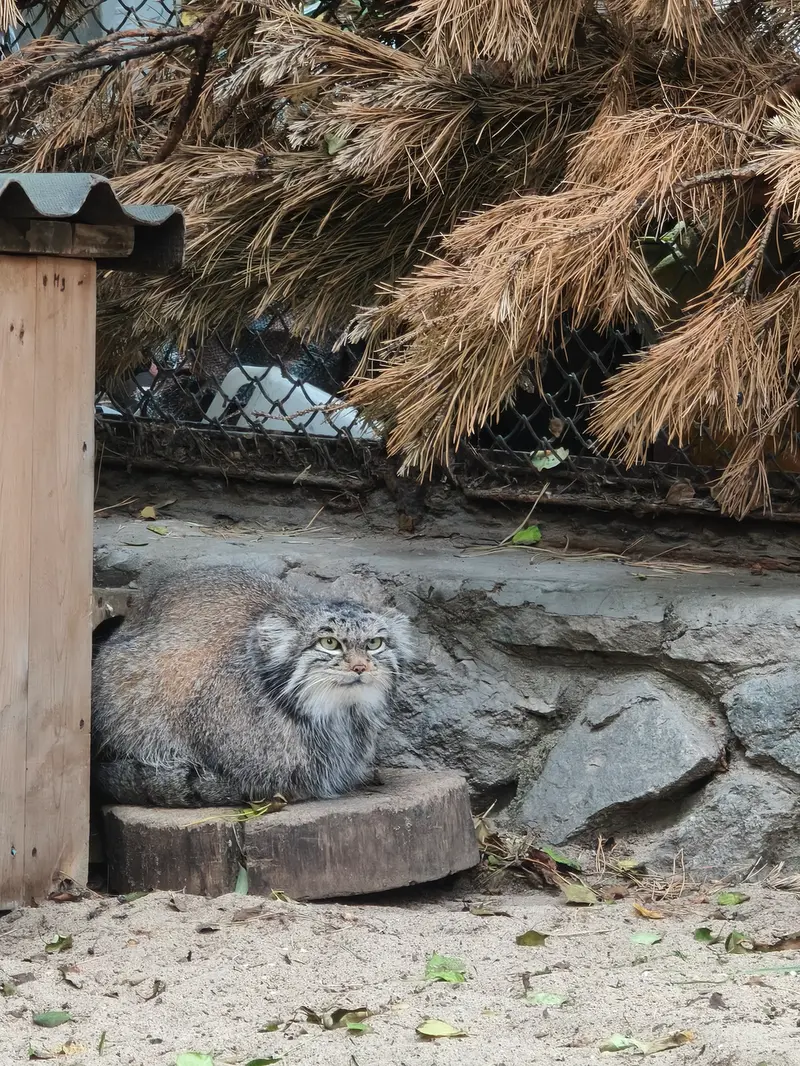 ノヴォシビルスク動物園のスネジンカの写真