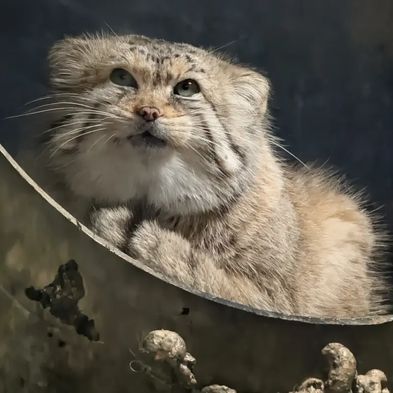 ミル・マウンテン動物園のノルブの写真
