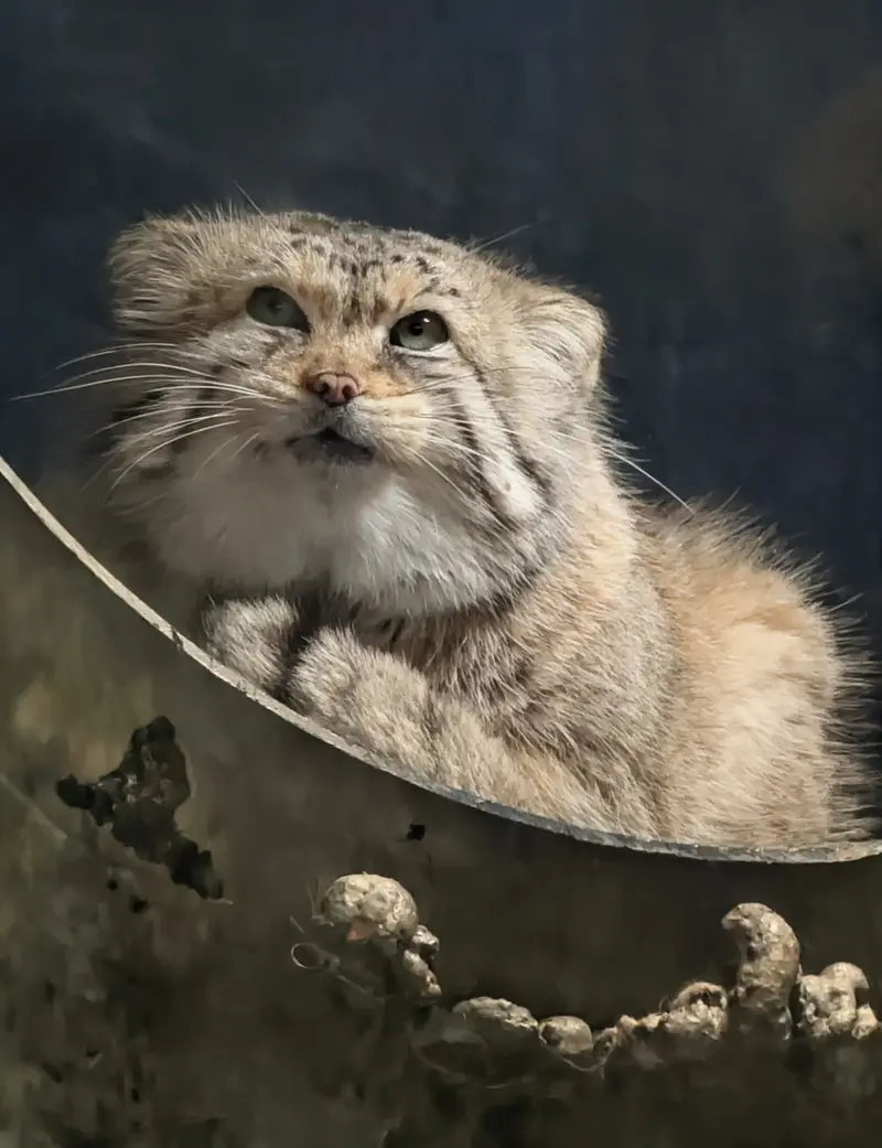 ミル・マウンテン動物園のノルブの写真