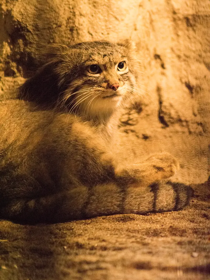 野毛山動物園のフィーガの写真