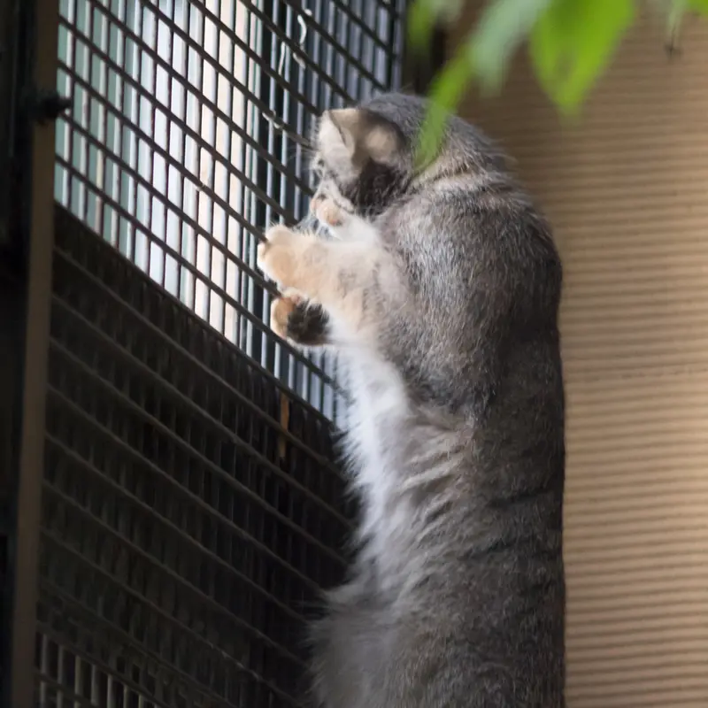 旭山動物園のヒデの写真