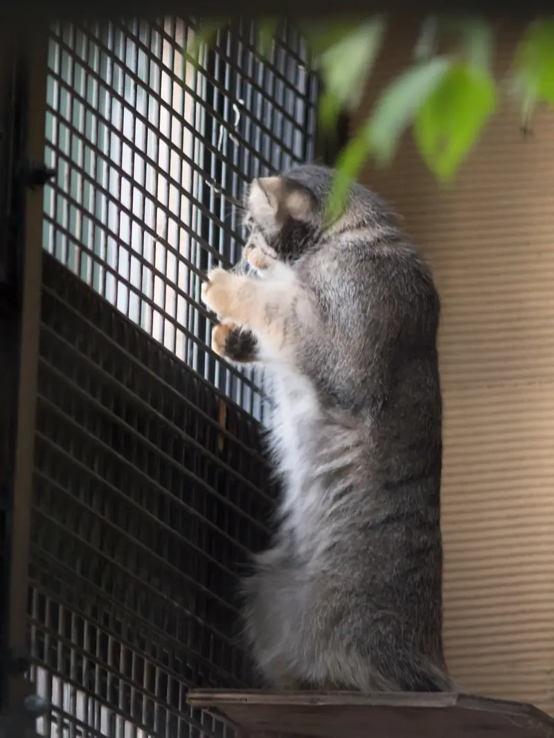 旭山動物園のヒデの写真