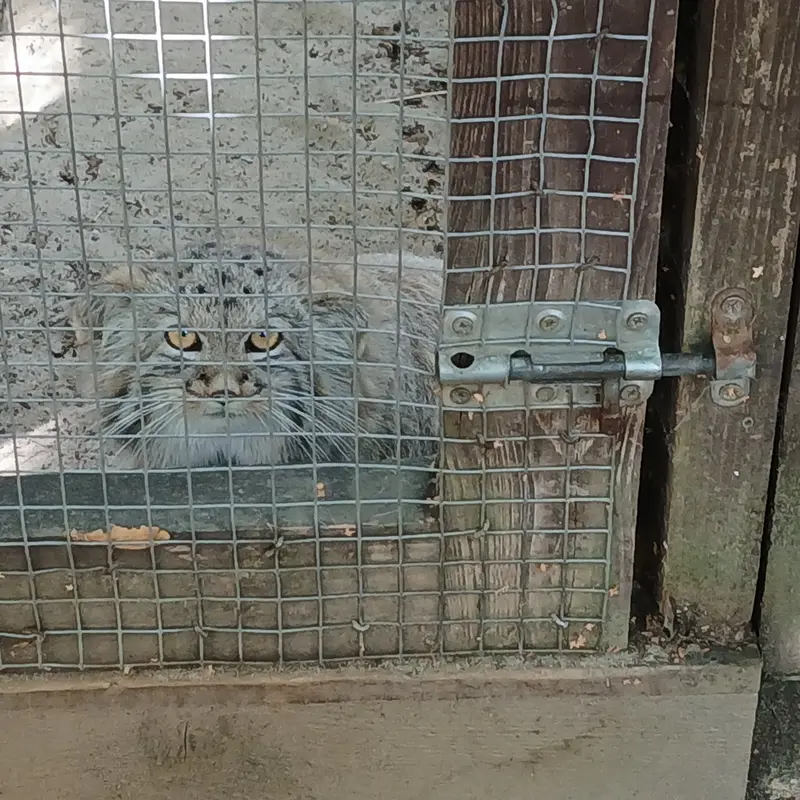 コシツェ動物園のアラニの子（2026年生まれ）Ⅰの写真