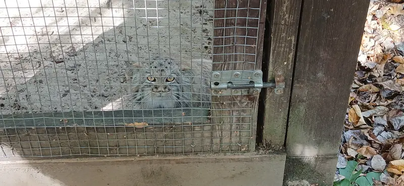 コシツェ動物園のアラニの子（2026年生まれ）Ⅰの写真