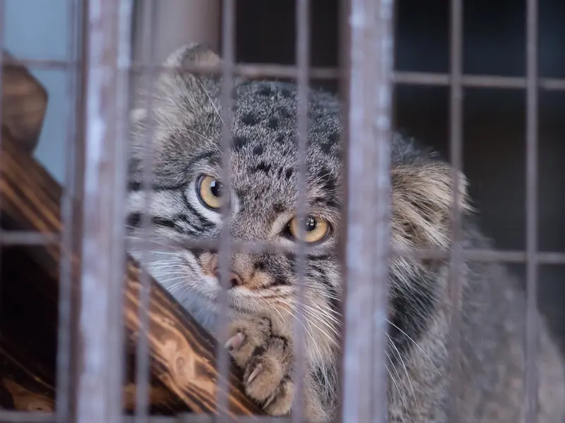 野毛山動物園のフィーガの写真