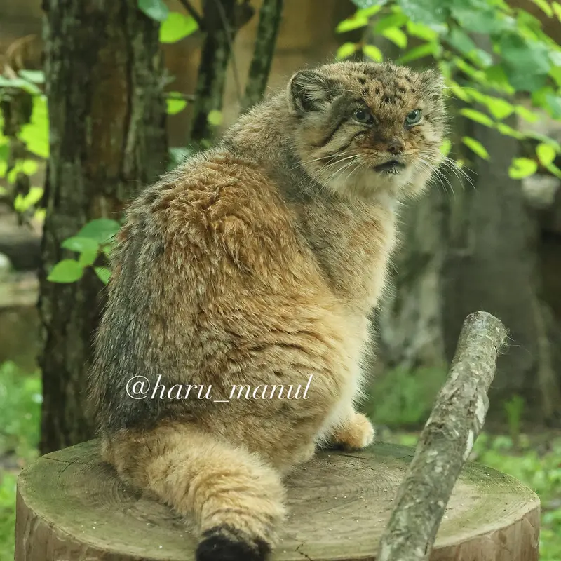 那須どうぶつ王国のボルの写真