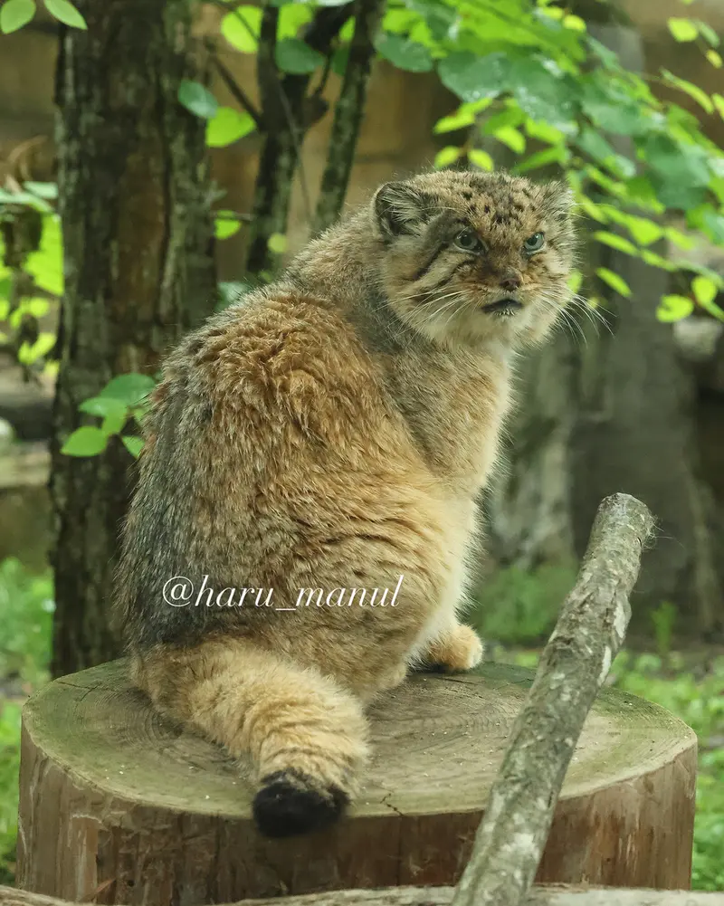 那須どうぶつ王国のボルの写真