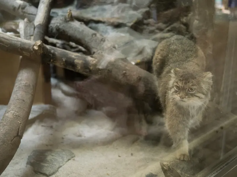 恩賜上野動物園のプリームラの写真