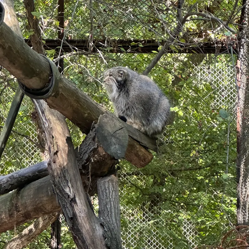 ノヴォシビルスク動物園のミアの写真