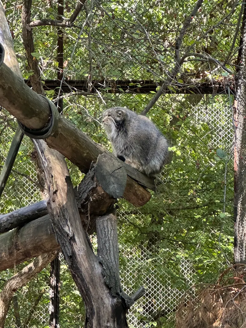 ノヴォシビルスク動物園のミアの写真