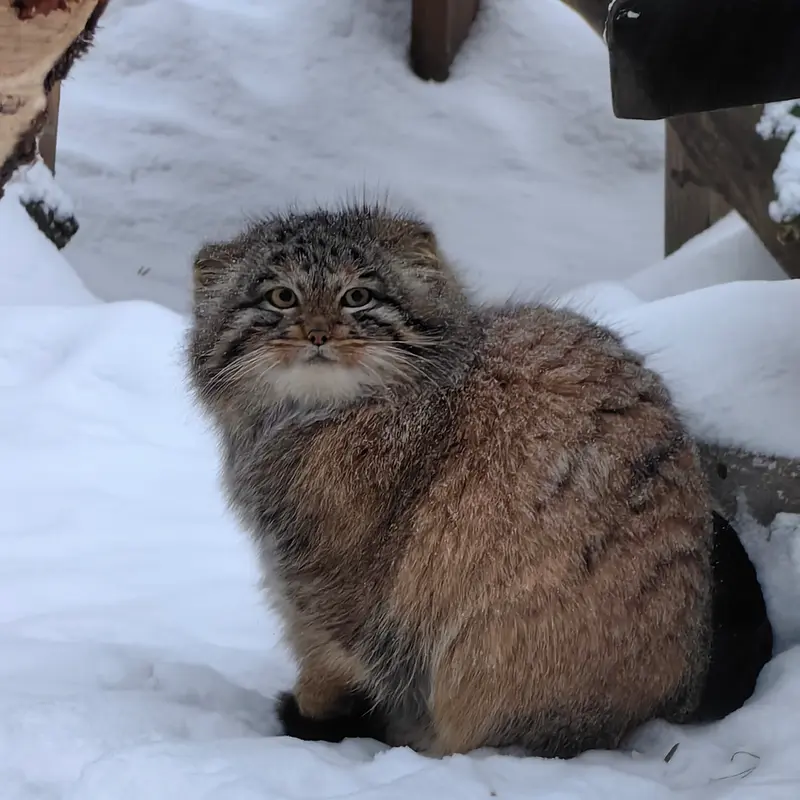ノヴォシビルスク動物園のアッケムの写真