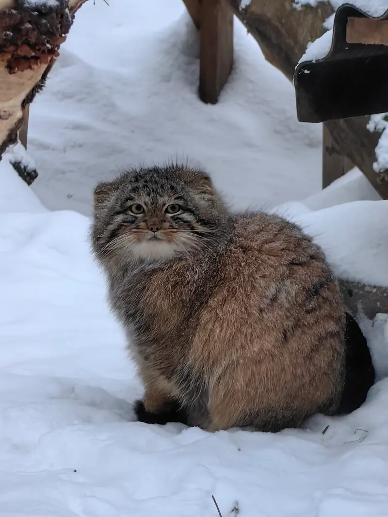 ノヴォシビルスク動物園のアッケムの写真