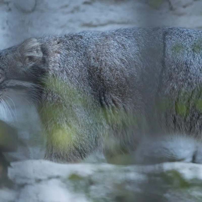 野毛山動物園のフィーガの写真