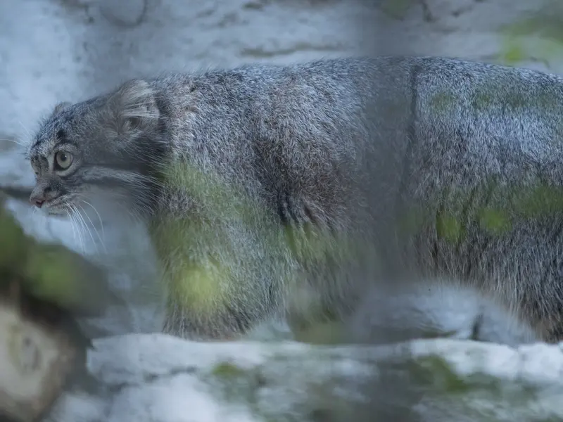 野毛山動物園のフィーガの写真