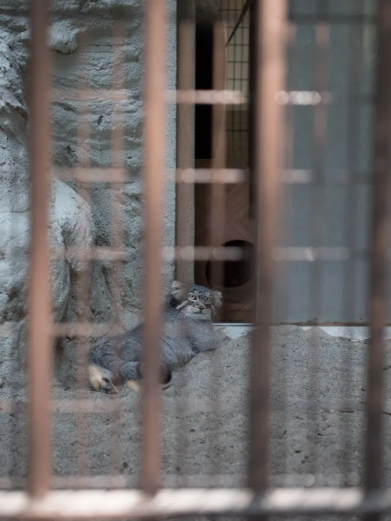 野毛山動物園のフィーガの写真