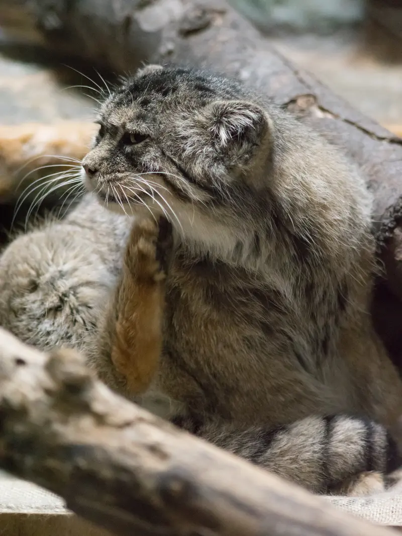 恩賜上野動物園のプリームラの写真