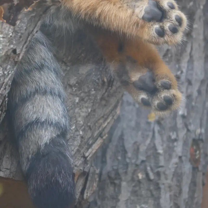 レニングラード動物園のマヌルネコの写真