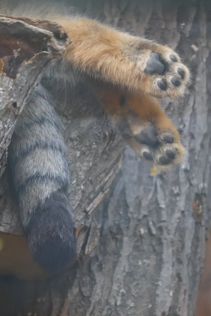 レニングラード動物園のマヌルネコの写真