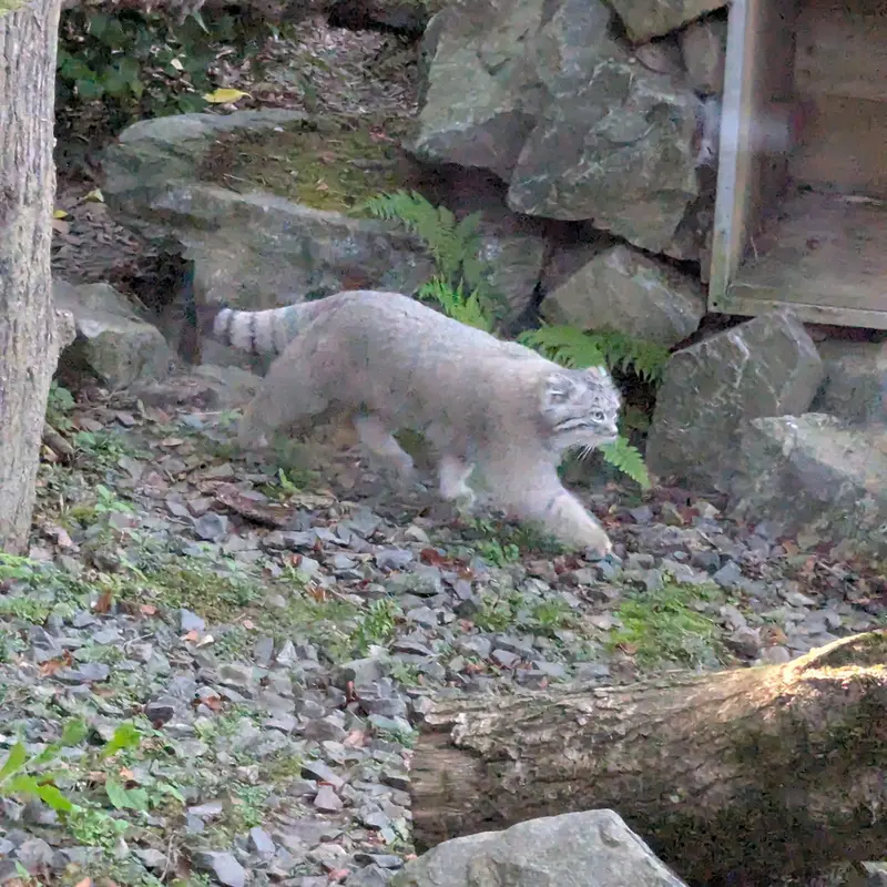 トレゴムール動物園のアルタイの写真