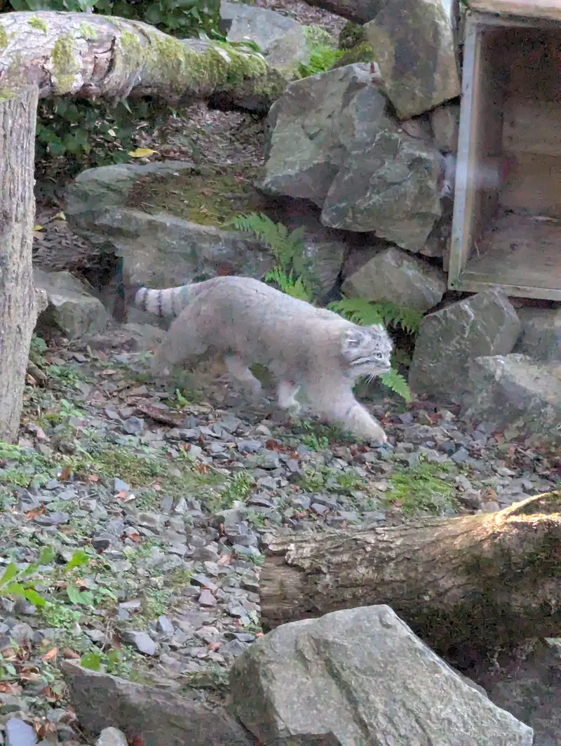 トレゴムール動物園のアルタイの写真