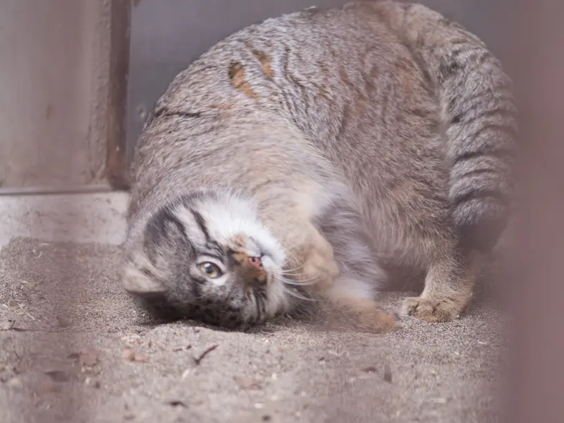 野毛山動物園のフィーガの写真