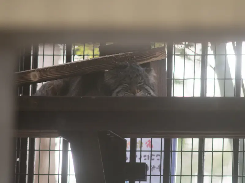 野毛山動物園のフィーガの写真