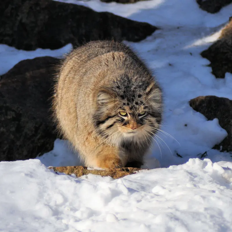ゲルリッツ動物園のブルースの写真
