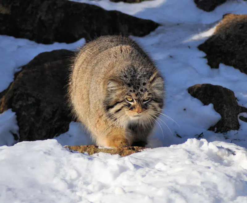 ゲルリッツ動物園のブルースの写真