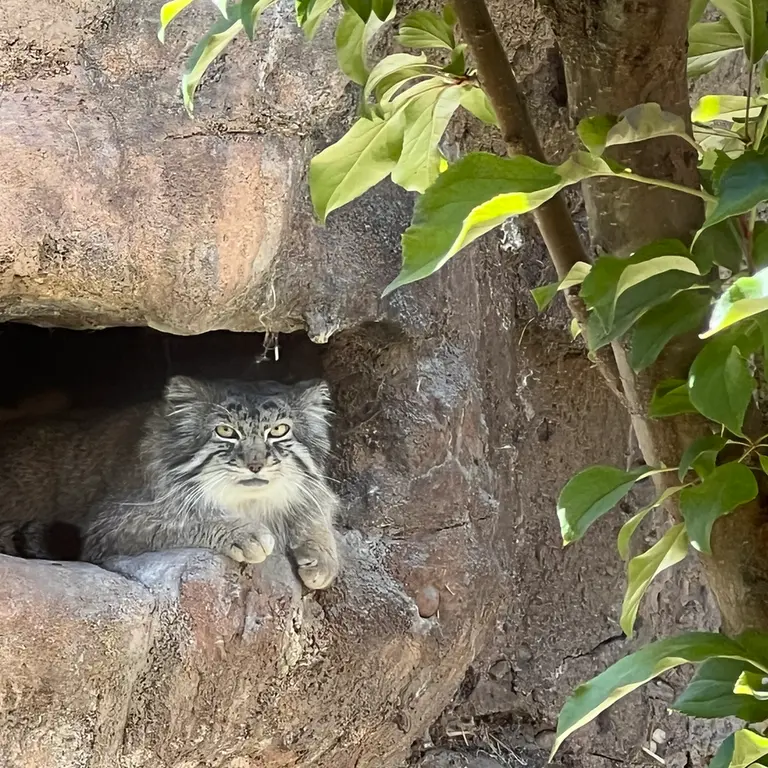 ユタズ・ホグル動物園のフィラリスの写真
